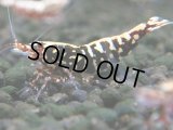 244　K【夏割MAX エニータイムRT】Fan Shrimpのレッドギャラクシー！ナイトバーゲン！