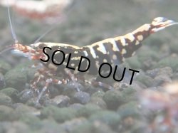 画像1: 244　K【夏割MAX エニータイムRT】Fan Shrimpのレッドギャラクシー！ナイトバーゲン！