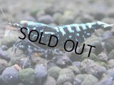 259　K【夏割MAX エニータイムRT】Fan Shrimpのブラックギャラクシー！ナイトバーゲン！