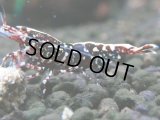 243　K【夏割MAX エニータイムRT】Fan Shrimpのレッドギャラクシー！ナイトバーゲン！