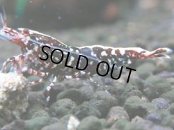 画像1: 243　K【夏割MAX エニータイムRT】Fan Shrimpのレッドギャラクシー！ナイトバーゲン！