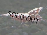 245　K【夏割MAX エニータイムRT】Fan Shrimpのレッドギャラクシー！ナイトバーゲン！