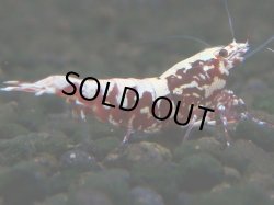 画像1: 245　K【夏割MAX エニータイムRT】Fan Shrimpのレッドギャラクシー！ナイトバーゲン！