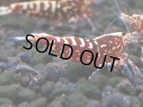 249　K【夏割MAX エニータイムRT】Fan Shrimpのレッドギャラクシー！ナイトバーゲン！