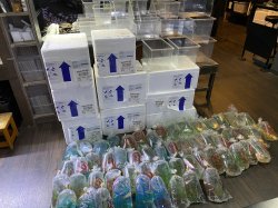 画像1: 韓国便緊急輸入決定！本日18時到着に付き本日21時00分【到着直後一斉ファーストテイク出品】となります それ以外の時間の出品はありません　HANNA WIZ ECOPIAなど