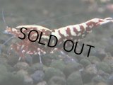 242　K【夏割MAX エニータイムRT】Fan Shrimpのレッドギャラクシー！ナイトバーゲン！