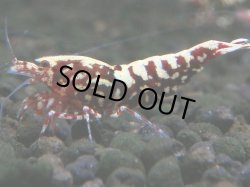 画像1: 242　K【夏割MAX エニータイムRT】Fan Shrimpのレッドギャラクシー！ナイトバーゲン！