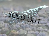 253　K【夏割MAX エニータイムRT】Fan Shrimpのブラックギャラクシー！ナイトバーゲン！