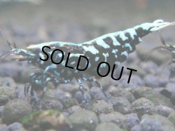 画像1: 253　K【夏割MAX エニータイムRT】Fan Shrimpのブラックギャラクシー！ナイトバーゲン！
