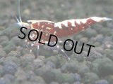 250　K【夏割MAX エニータイムRT】Fan Shrimpのレッドギャラクシー！ナイトバーゲン！