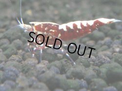 画像1: 250　K【夏割MAX エニータイムRT】Fan Shrimpのレッドギャラクシー！ナイトバーゲン！