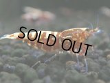 241　K【夏割MAX エニータイムRT】Fan Shrimpのレッドギャラクシー！ナイトバーゲン！