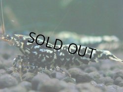 画像1: 011　H【KOREA MAX RT】サヤチャンス100連発！
