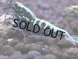 125　H【KOREA MAX RT】KOREA  ECOPIA FBSF 超特価連発！
