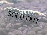 114　H【KOREA MAX RT】KOREA  ECOPIA FBSF 超特価連発！