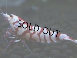 画像1: 006　H【KOREA MAX RT】サヤチャンス100連発！