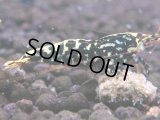 124　H【KOREA MAX RT】KOREA  ECOPIA FBSF 超特価連発！