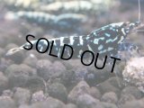 111　H【KOREA MAX RT】KOREA  ECOPIA FBSF 超特価連発！