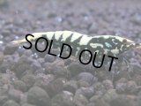 129　H【KOREA MAX RT】KOREA  ECOPIA FBSF 超特価連発！