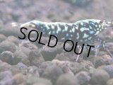 126　H【KOREA MAX RT】KOREA  ECOPIA FBSF 超特価連発！