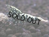118　H【KOREA MAX RT】KOREA  ECOPIA FBSF 超特価連発！