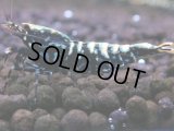 121　H【KOREA MAX RT】KOREA  ECOPIA FBSF 超特価連発！