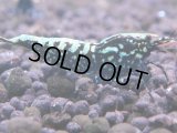 112　H【KOREA MAX RT】KOREA  ECOPIA FBSF 超特価連発！