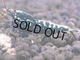 123　H【KOREA MAX RT】KOREA  ECOPIA FBSF 超特価連発！