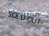 117　H【KOREA MAX RT】KOREA  ECOPIA FBSF 超特価連発！
