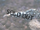 119　H【KOREA MAX RT】KOREA  ECOPIA FBSF 超特価連発！