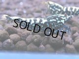 113　H【KOREA MAX RT】KOREA  ECOPIA FBSF 超特価連発！