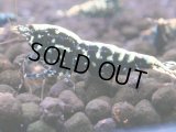 128　H【KOREA MAX RT】KOREA  ECOPIA FBSF 超特価連発！
