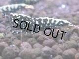 120　H【KOREA MAX RT】KOREA  ECOPIA FBSF 超特価連発！