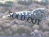 122　H【KOREA MAX RT】KOREA  ECOPIA FBSF 超特価連発！