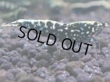 115　H【KOREA MAX RT】KOREA  ECOPIA FBSF 超特価連発！