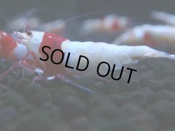 画像1: 269　H【KOREA MAX RT】月一チャンス！到着１５時間後画像 ウルトラレッド種親ミックス！BIG