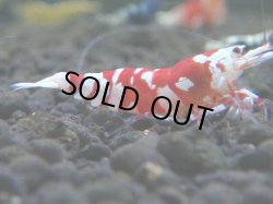 画像1: 341　R【KOREA MAX RT】WI-FI復活記念！新種系色々MIXファーストテイク超特価連発！