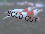 268　H【KOREA MAX RT】月一チャンス！到着１５時間後画像 ウルトラレッド種親ミックス！