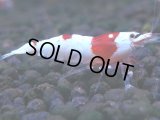 256　H【KOREA MAX RT】月一チャンス！到着１５時間後画像 ウルトラレッド種親ミックス！