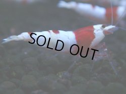 画像1: 275　H【KOREA MAX RT】月一チャンス！到着１５時間後画像 ウルトラレッド種親ミックス！