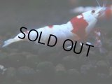 280　H【KOREA MAX RT】月一チャンス！到着１５時間後画像 ウルトラレッド種親ミックス！