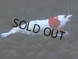 251　H【KOREA MAX RT】月一チャンス！到着１５時間後画像 ウルトラレッド種親ミックス！