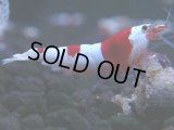 261　H【KOREA MAX RT】月一チャンス！到着１５時間後画像 ウルトラレッド種親ミックス！