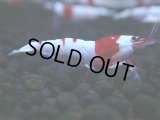 277　H【KOREA MAX RT】月一チャンス！到着１５時間後画像 ウルトラレッド種親ミックス！
