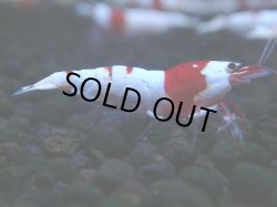 画像1: 277　H【KOREA MAX RT】月一チャンス！到着１５時間後画像 ウルトラレッド種親ミックス！