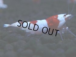 画像1: 253　H【KOREA MAX RT】月一チャンス！到着１５時間後画像 ウルトラレッド種親ミックス！