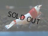 204　H【KOREA MAX RT】まだまだ独走中！涼風シュリンプ