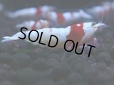 263　H【KOREA MAX RT】月一チャンス！到着１５時間後画像 ウルトラレッド種親ミックス！