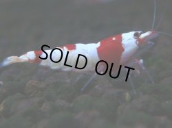 画像1: 259　H【KOREA MAX RT】月一チャンス！到着１５時間後画像 ウルトラレッド種親ミックス！