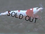 279　H【KOREA MAX RT】月一チャンス！到着１５時間後画像 ウルトラレッド種親ミックス！